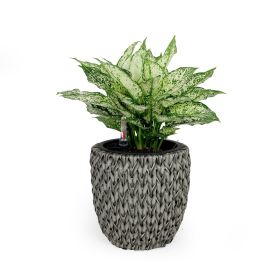 10.6" Self-watering Wicker Planter - Gray, Round Pot